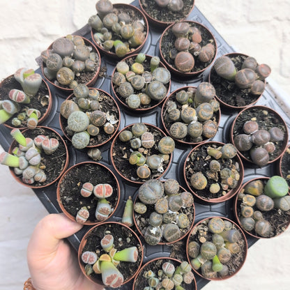 Lithops varieties (Living Stones)