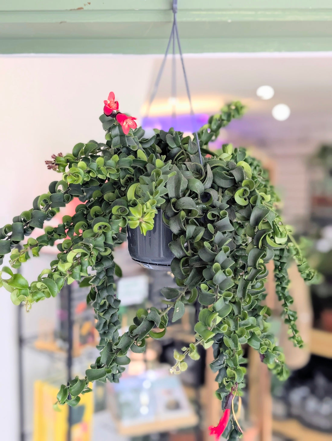 Aeschynanthus radicans &