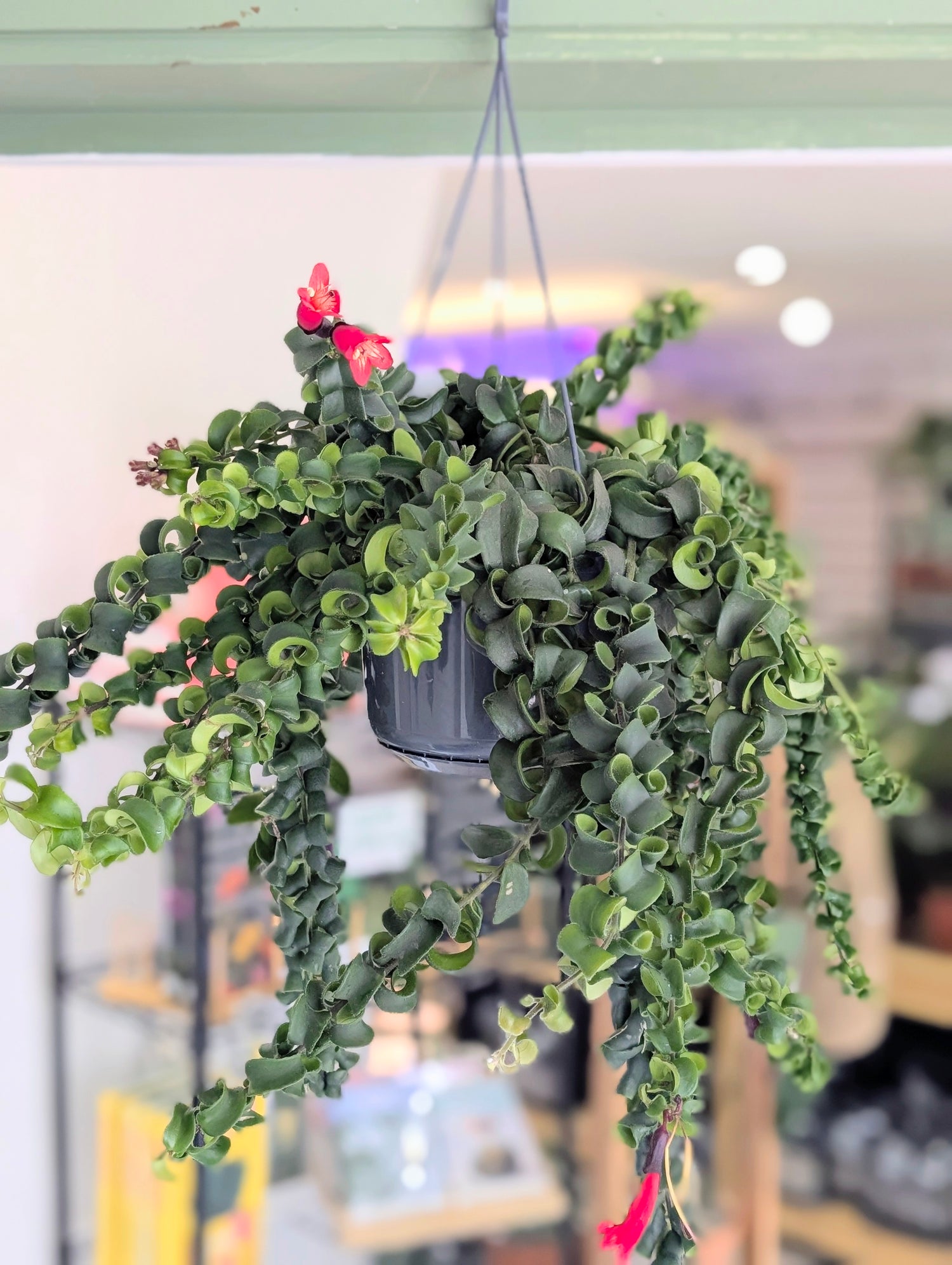 Aeschynanthus radicans &