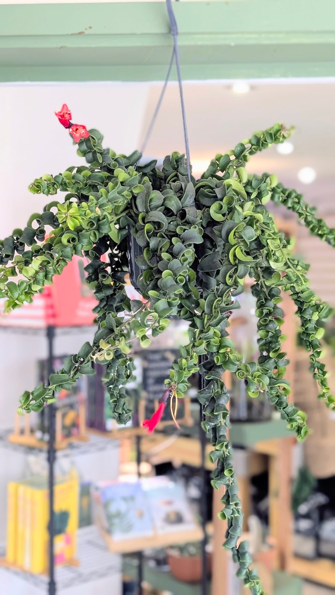 Aeschynanthus radicans &