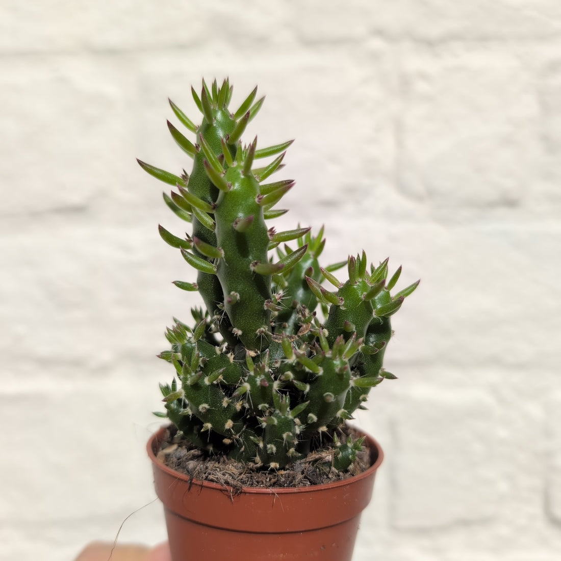 Austrocylindropuntia syn. Opuntia subulata (Eves Pin Cactus)