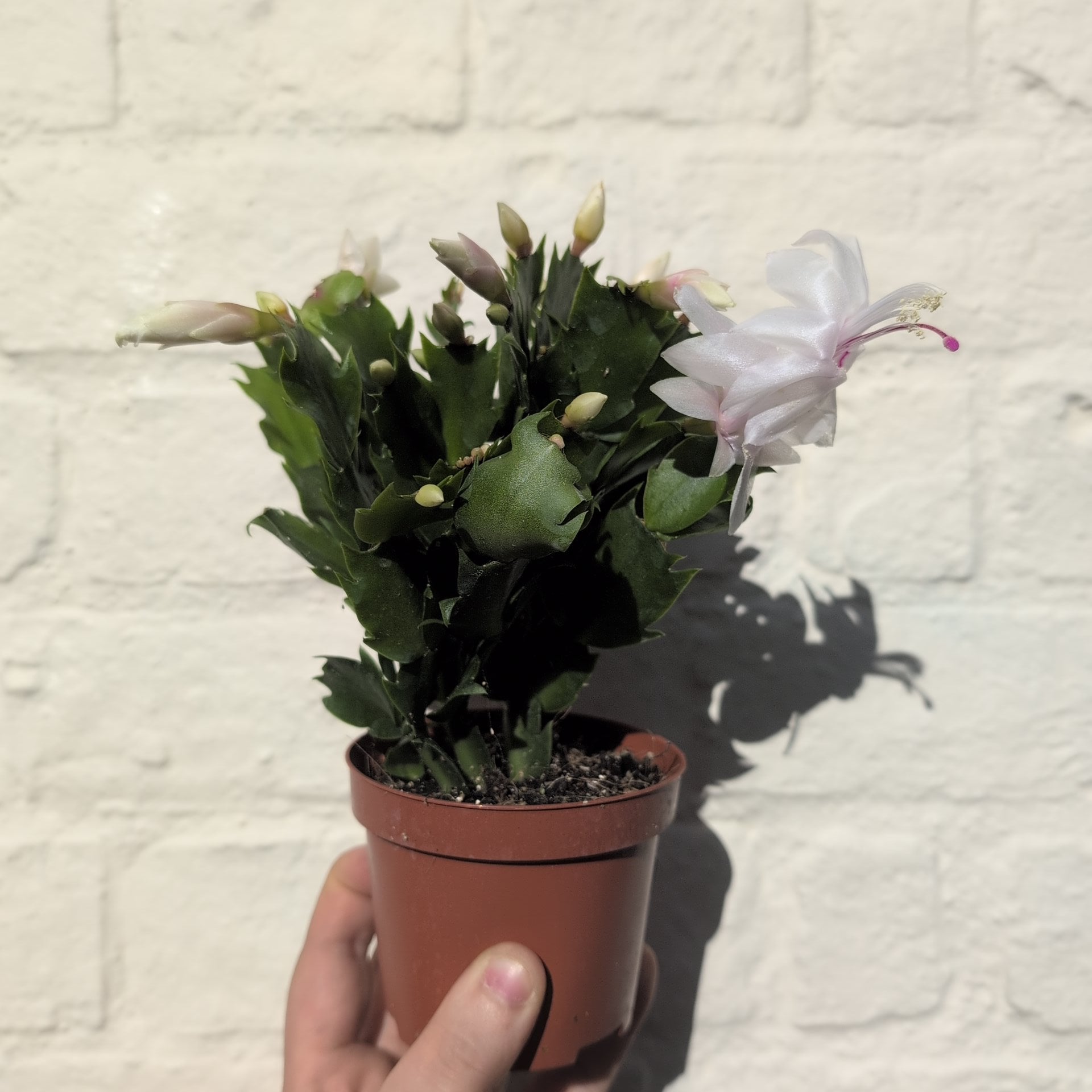 Schlumbergera truncata &