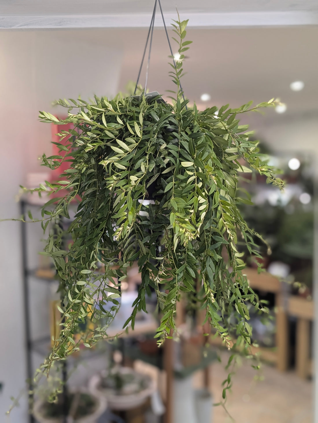 Aeschynanthus &