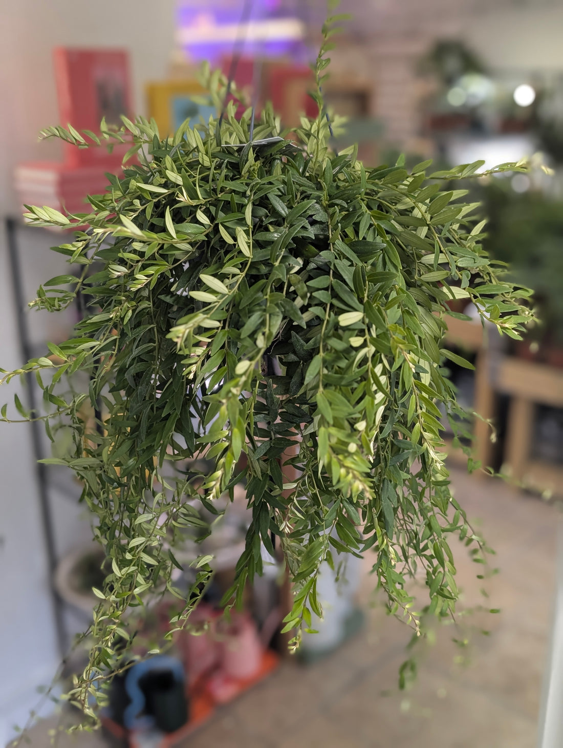Aeschynanthus &