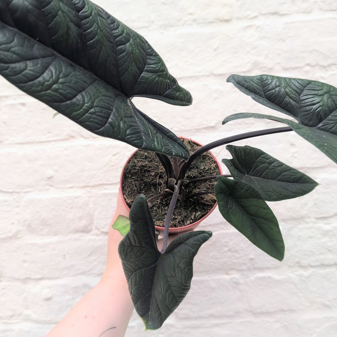 Alocasia scalprum (Elephant Ear)