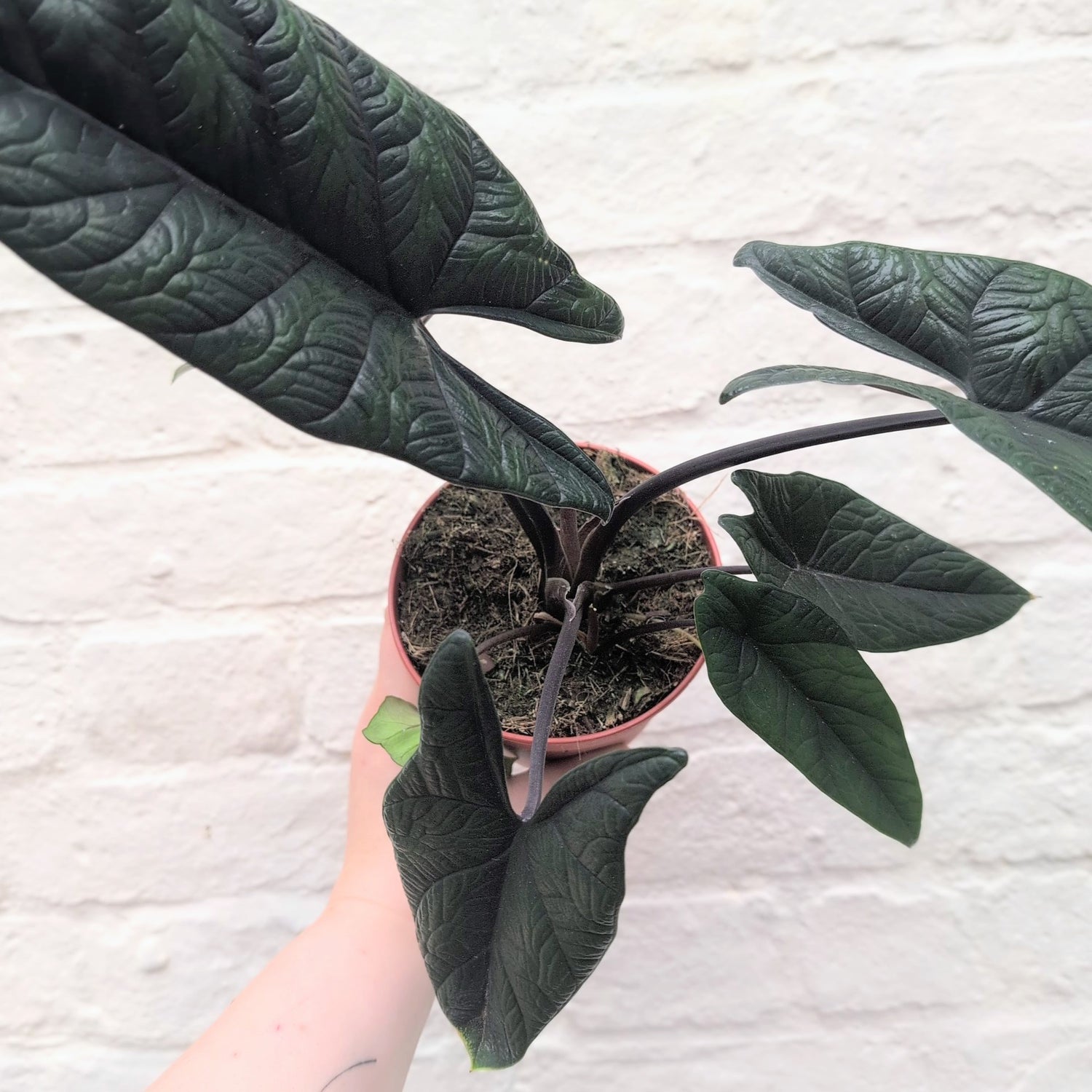 Alocasia scalprum (Elephant Ear)