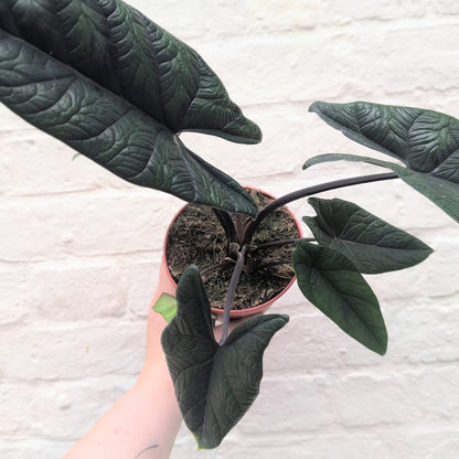 Alocasia scalprum (Elephant Ear)