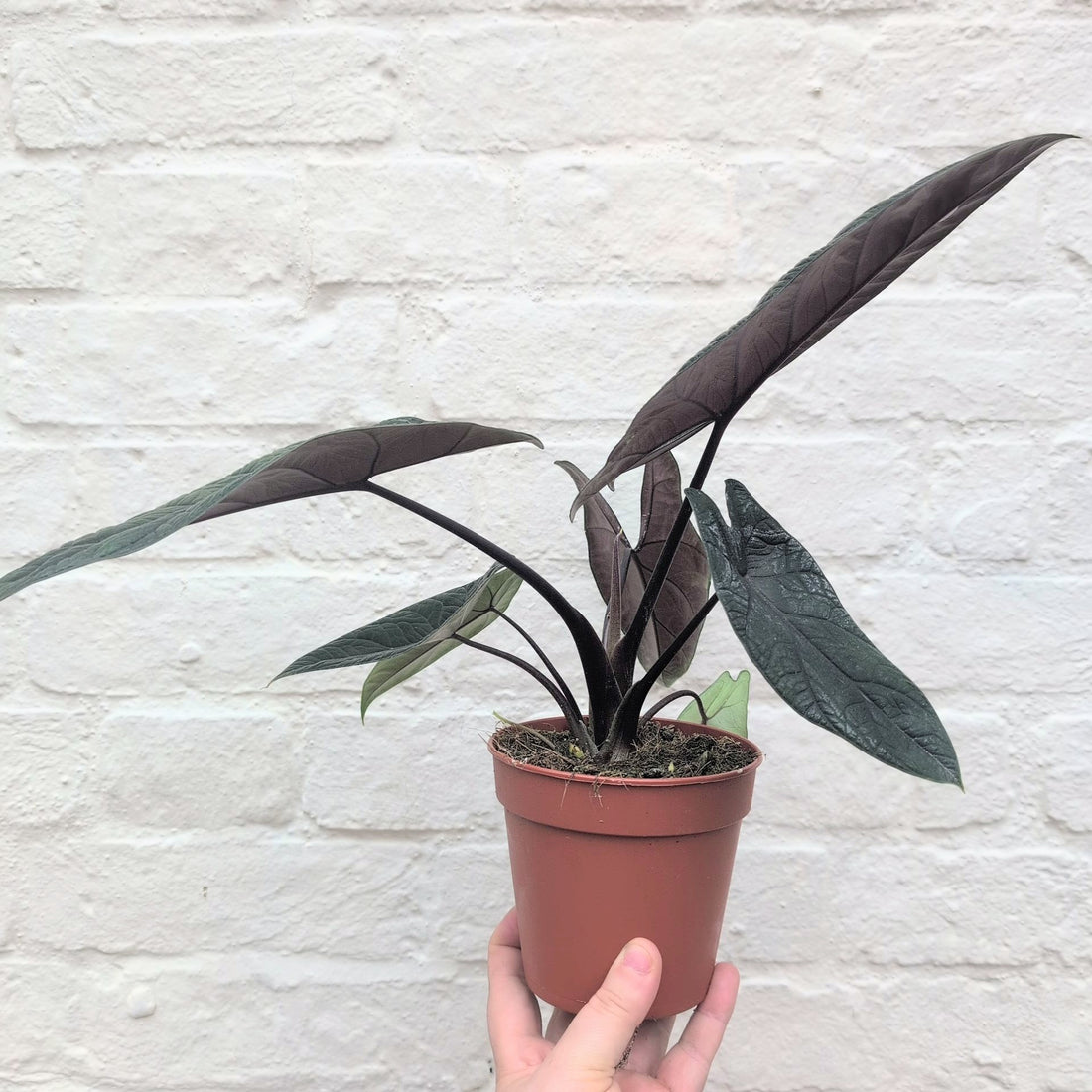 Alocasia scalprum (Elephant Ear)