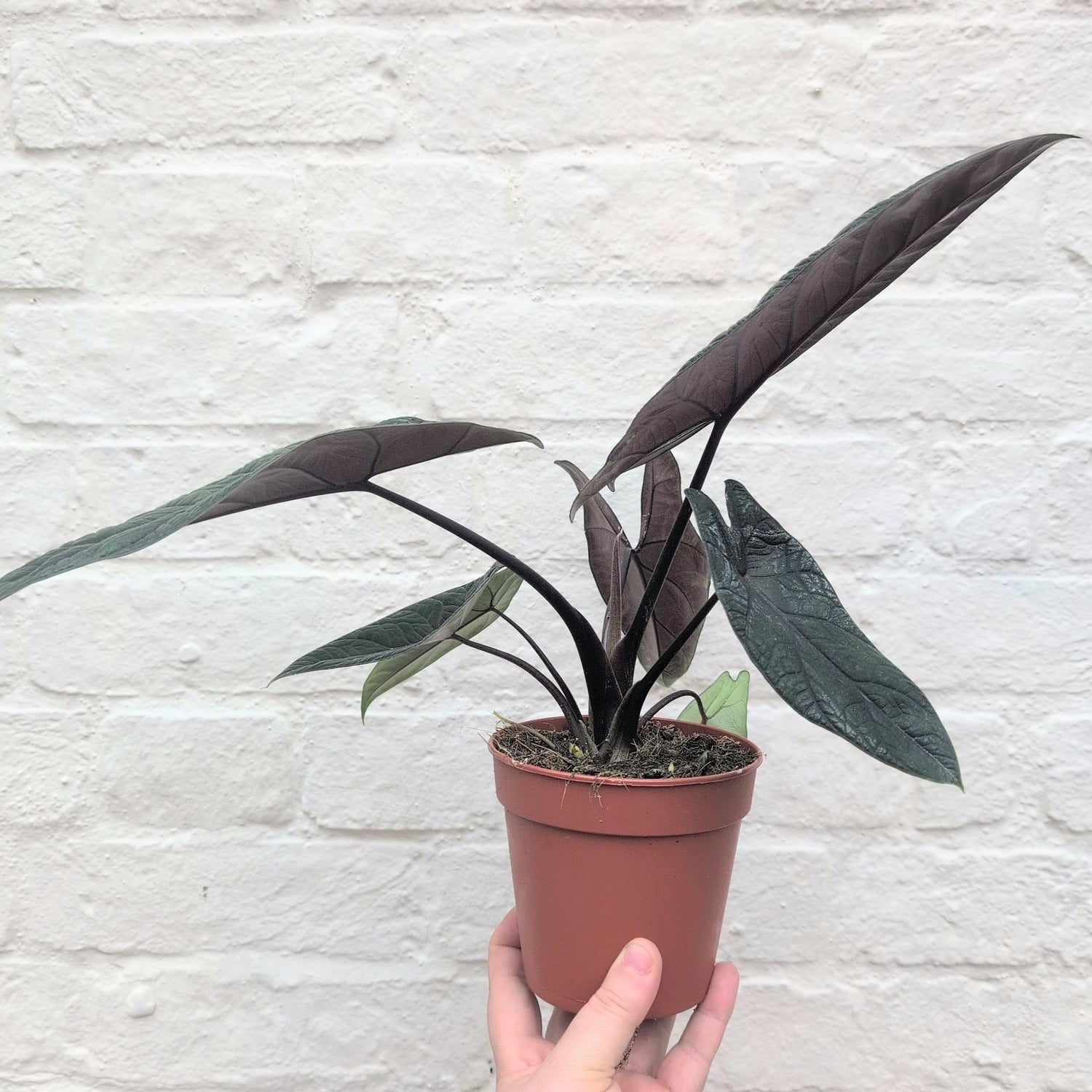 Alocasia scalprum (Elephant Ear)