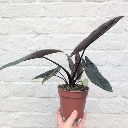 Alocasia scalprum (Elephant Ear)