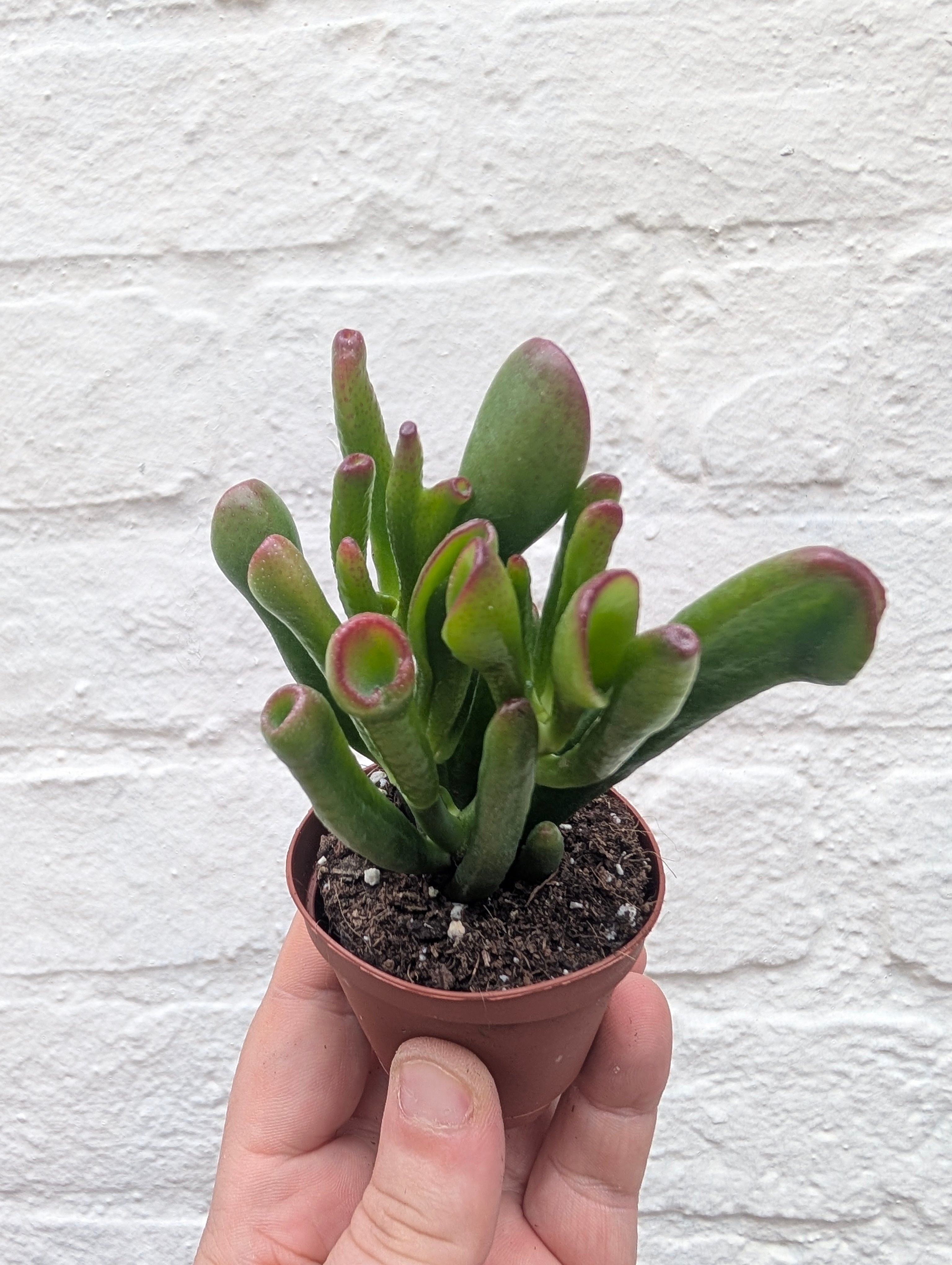 Crassula ovata &