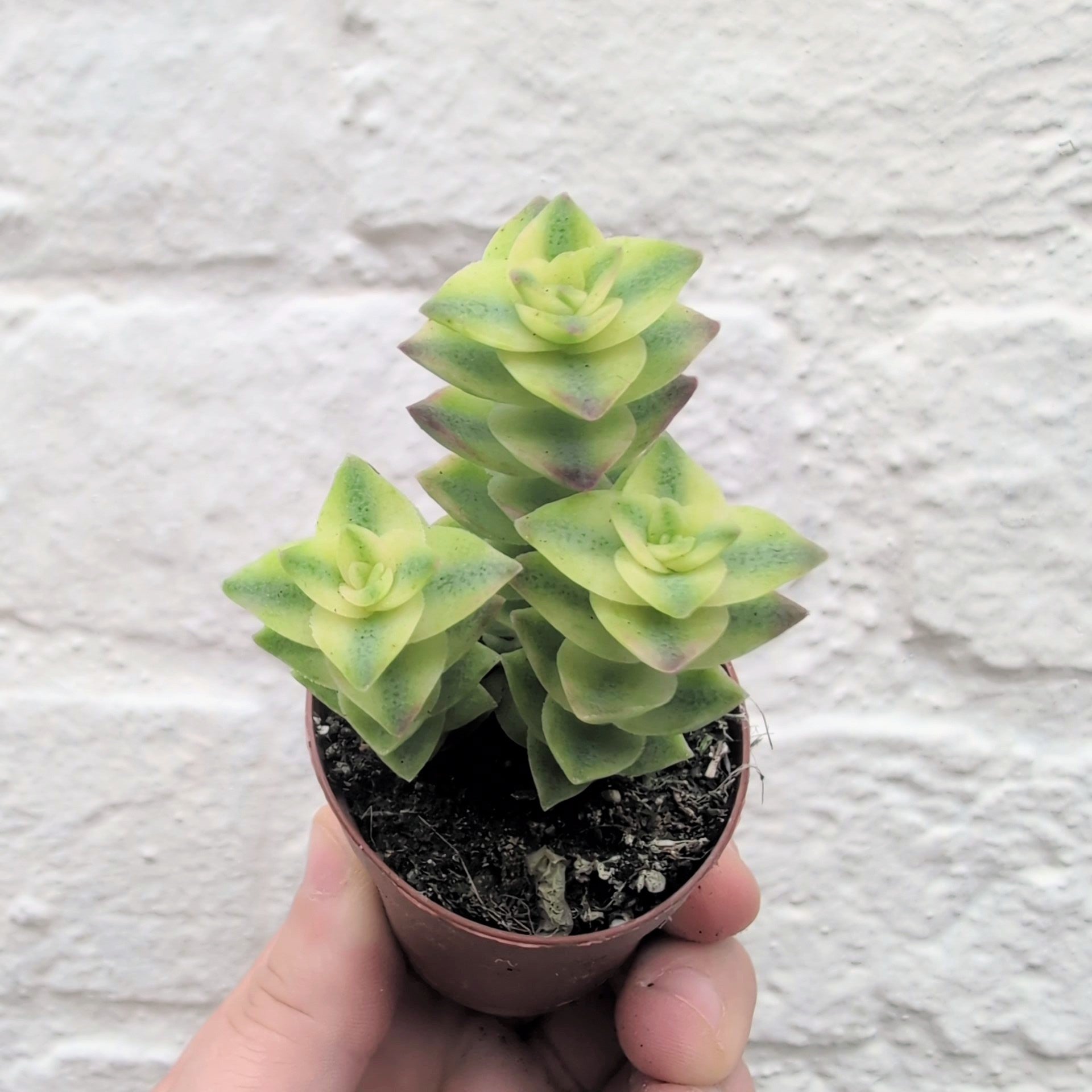 Crassula perforata (String of Buttons Succulent plant)