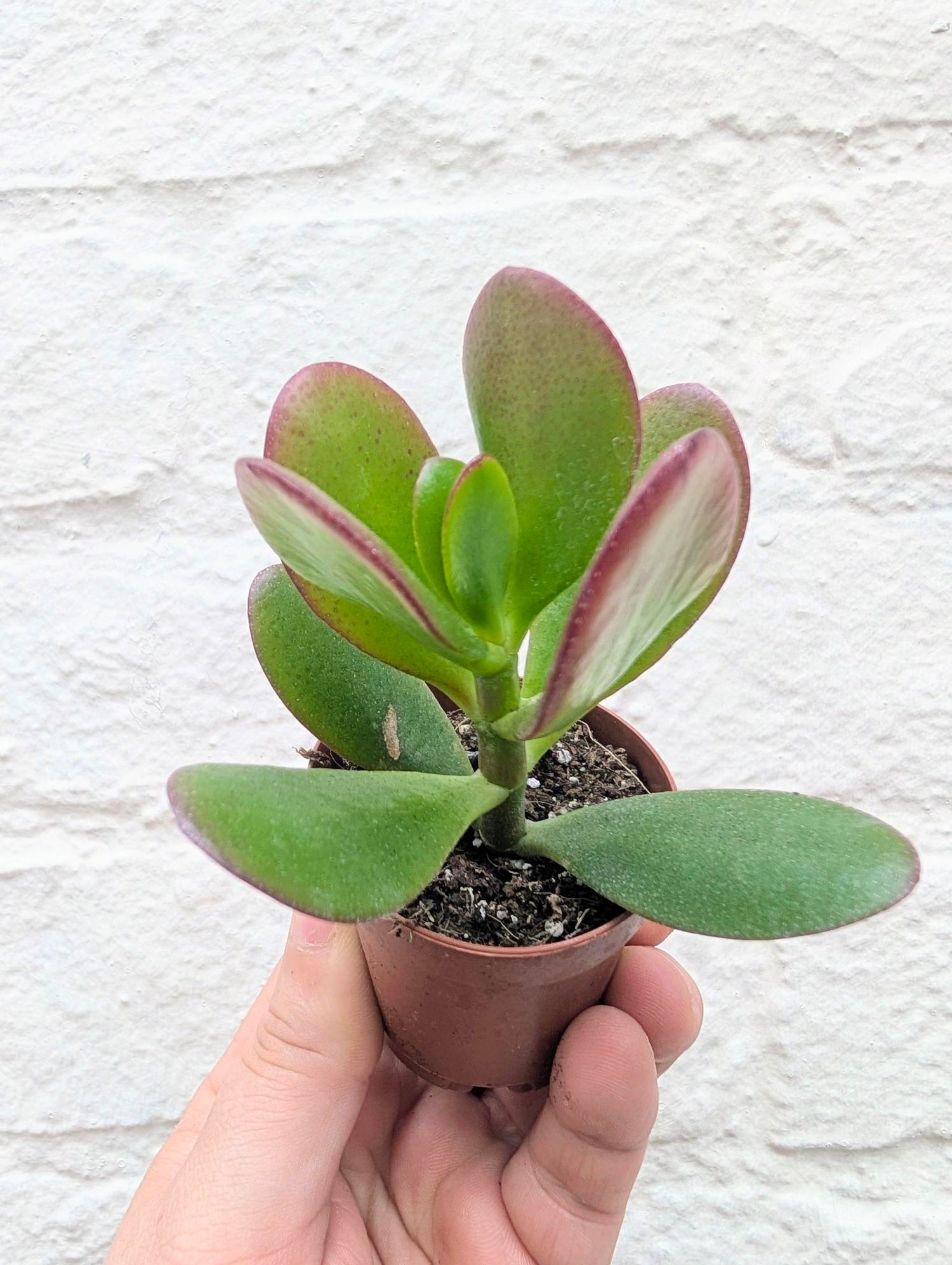Crassula ovata &