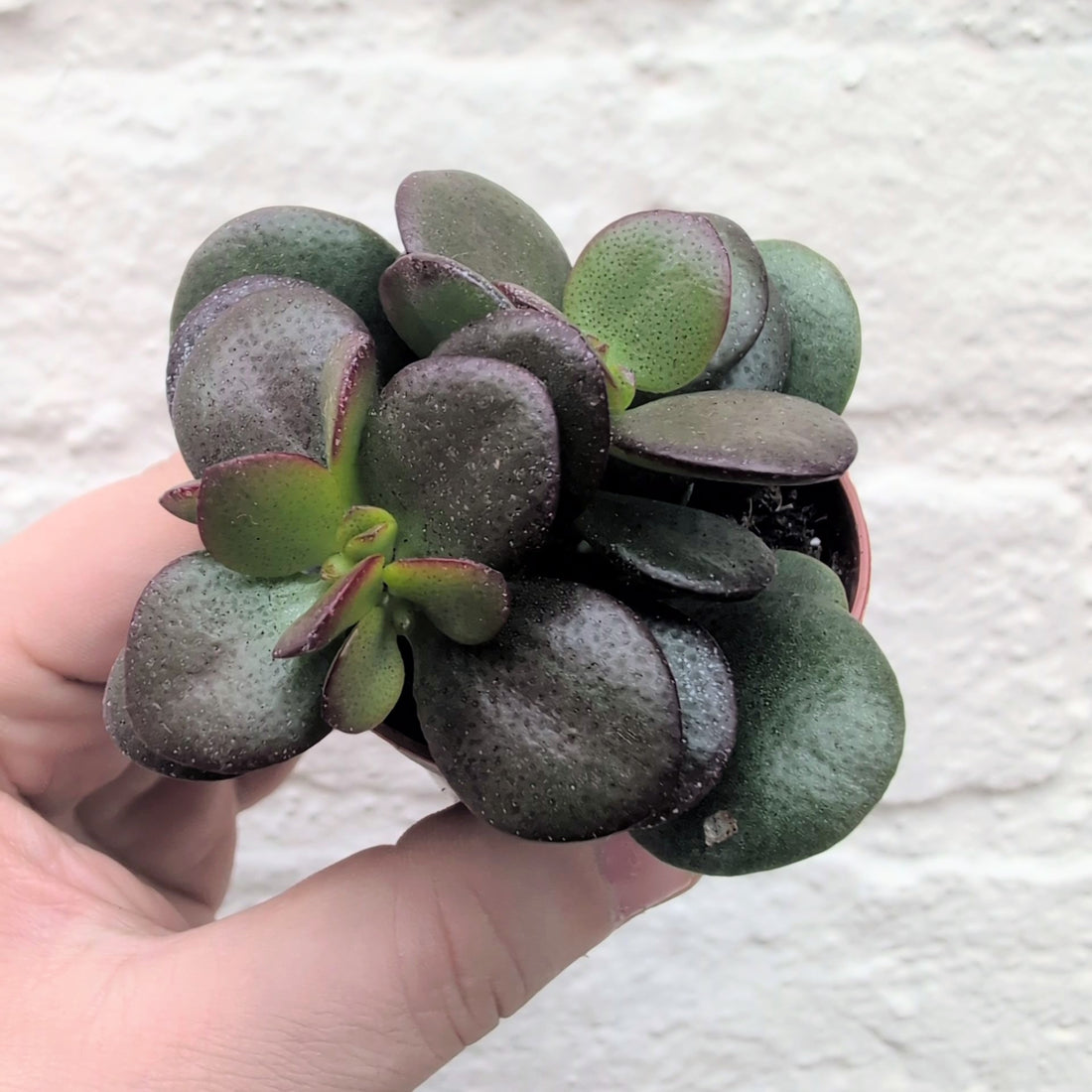 Crassula ovata &