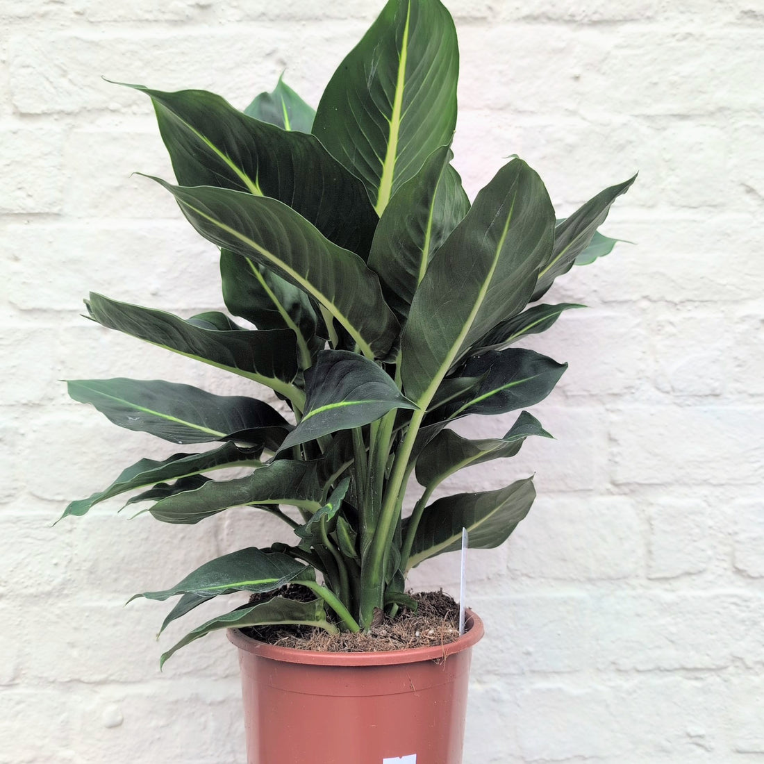 Dieffenbachia &