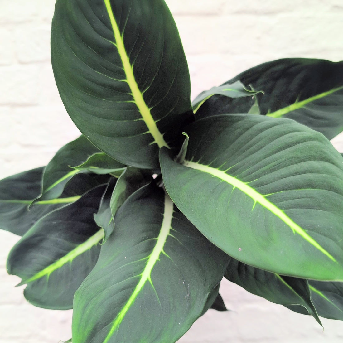 Dieffenbachia &
