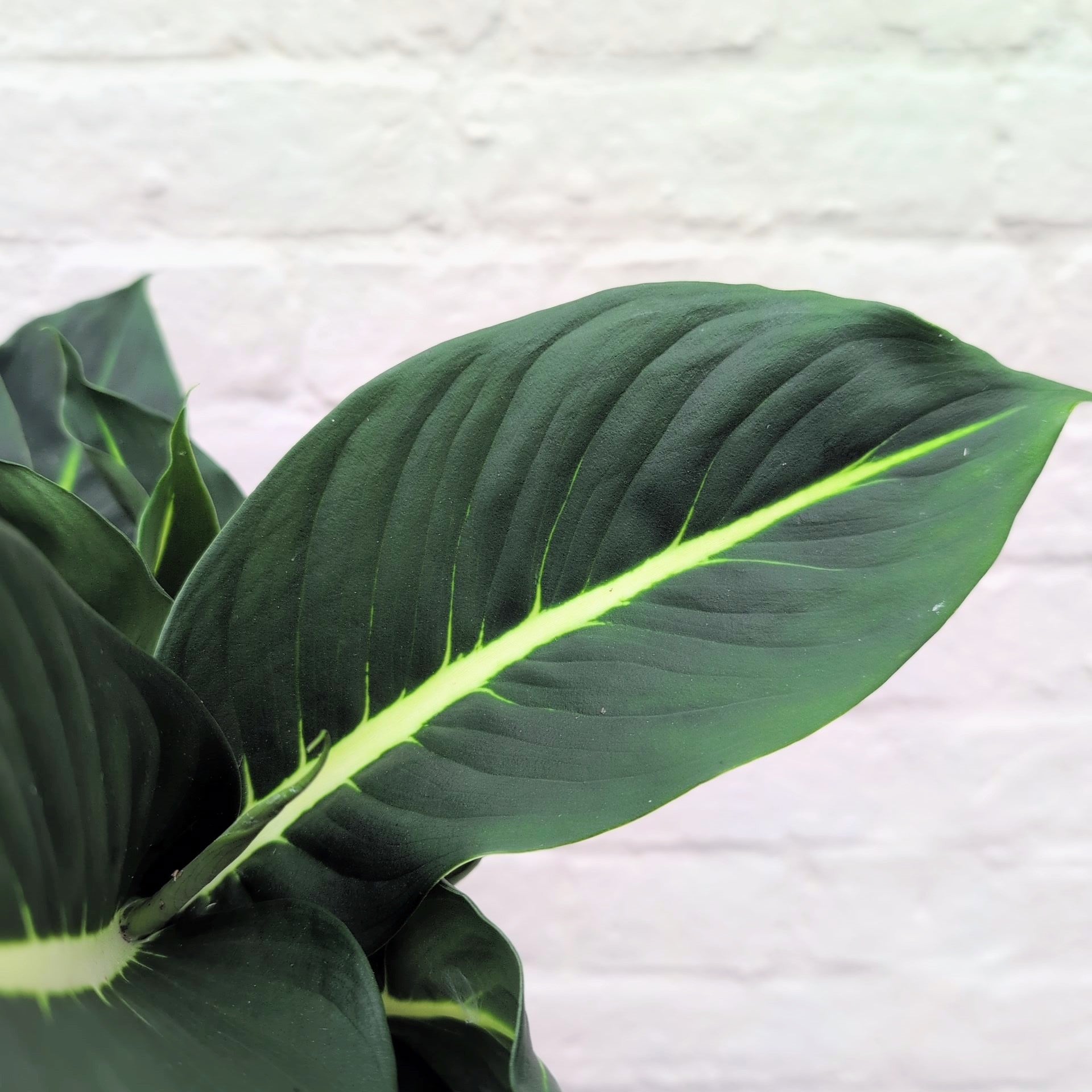Dieffenbachia &
