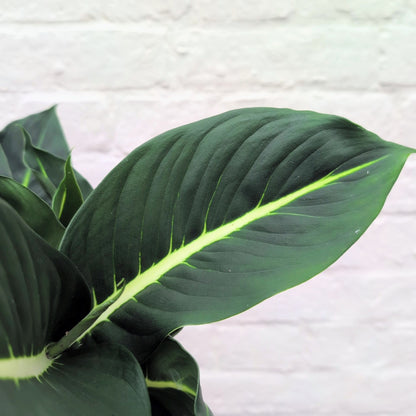 Dieffenbachia &