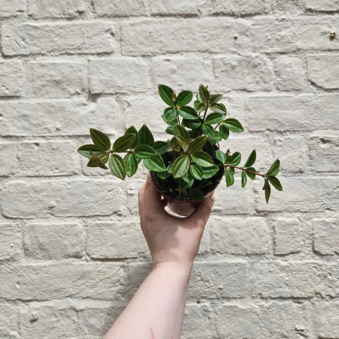 Peperomia angulata &