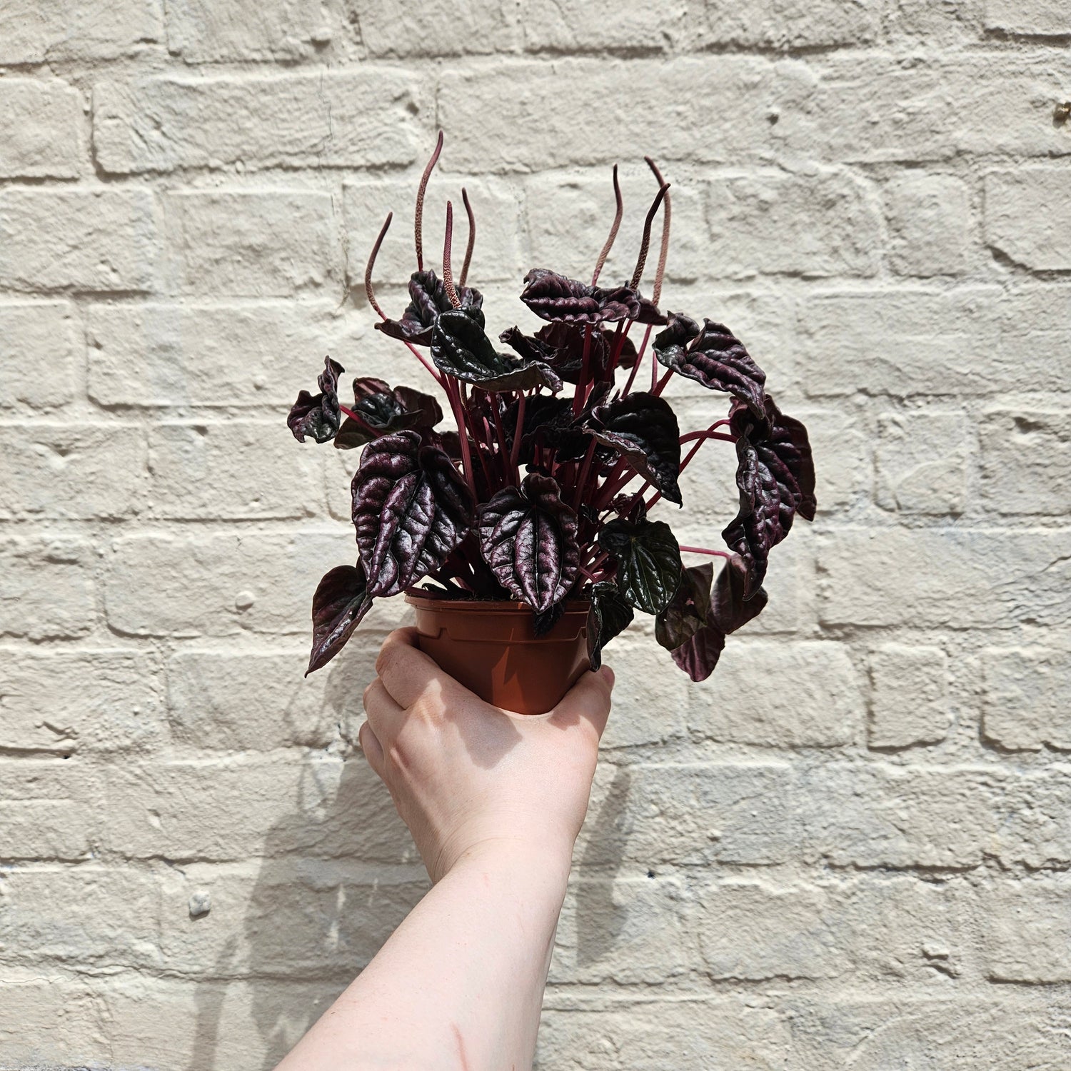Peperomia caperata &
