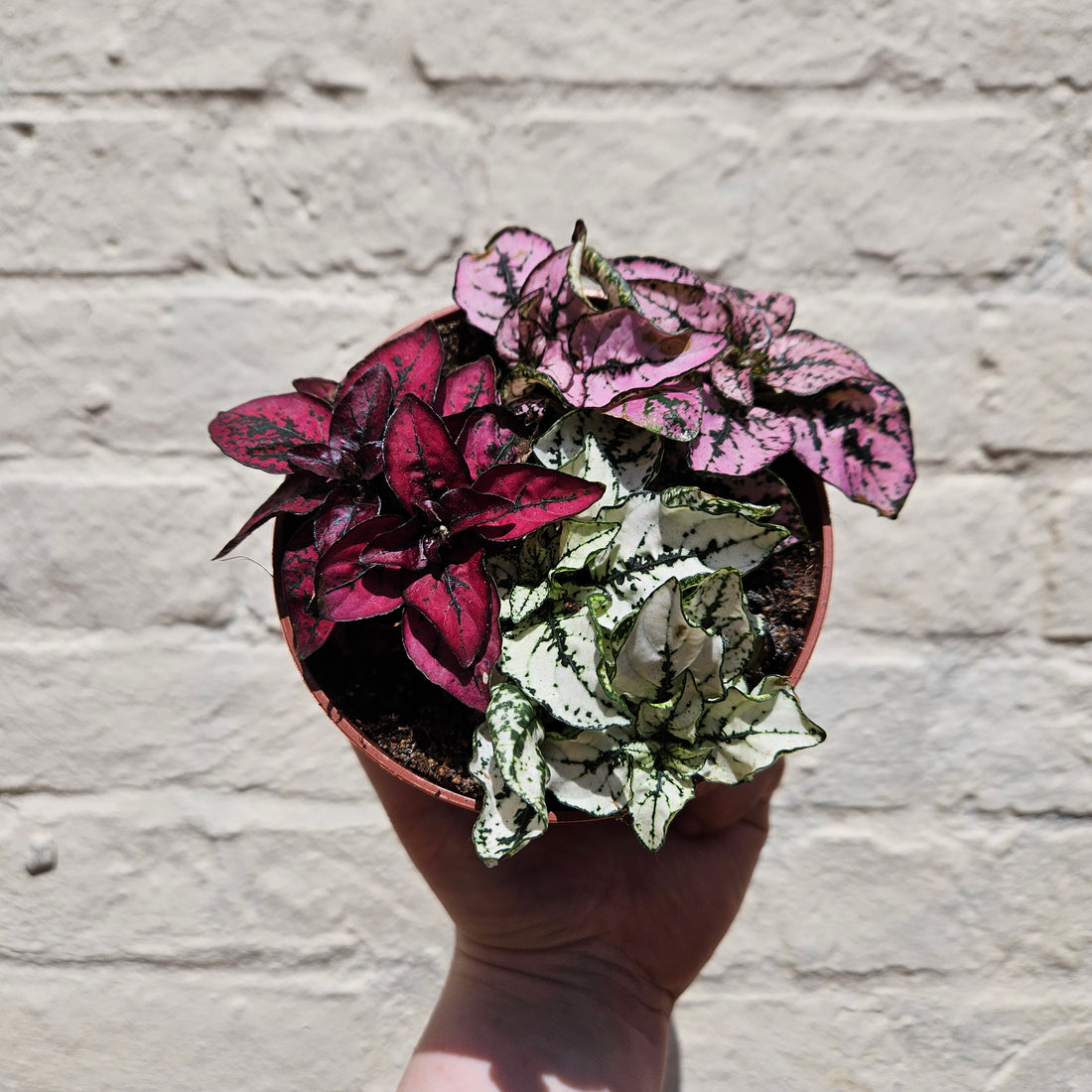 Hypoestes phyllostachya (Polka dot plant)