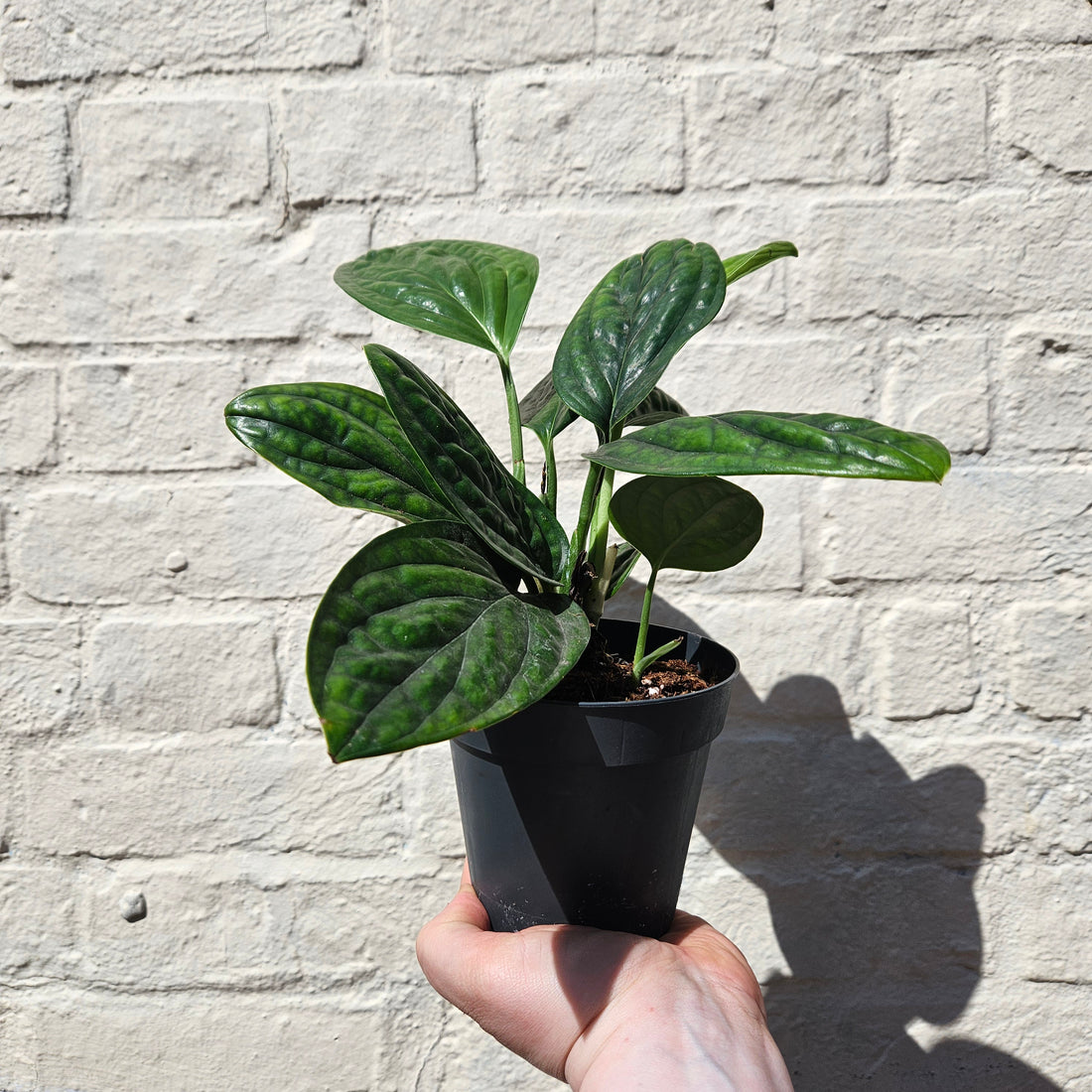 Philodendron karstenianum syn. Monstera Peru / Marble Planet (Various sizes available)