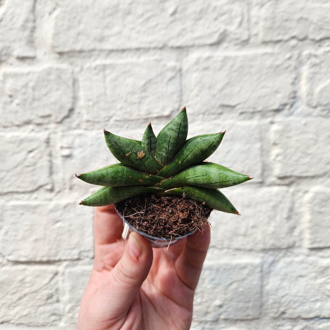 Sansevieria cylindrica boncel (Starfish Sansevieria) mini