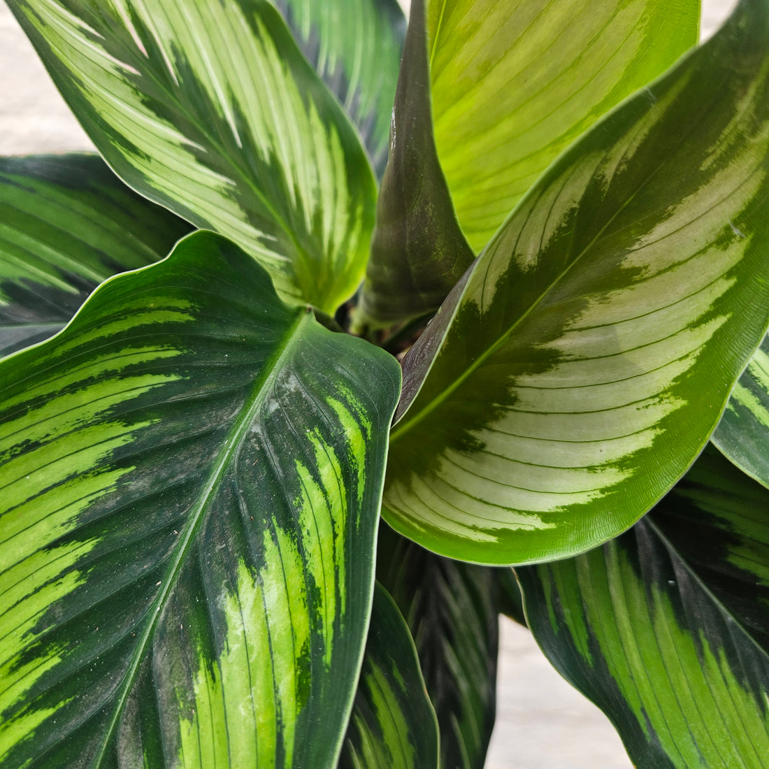 Calathea ornata &