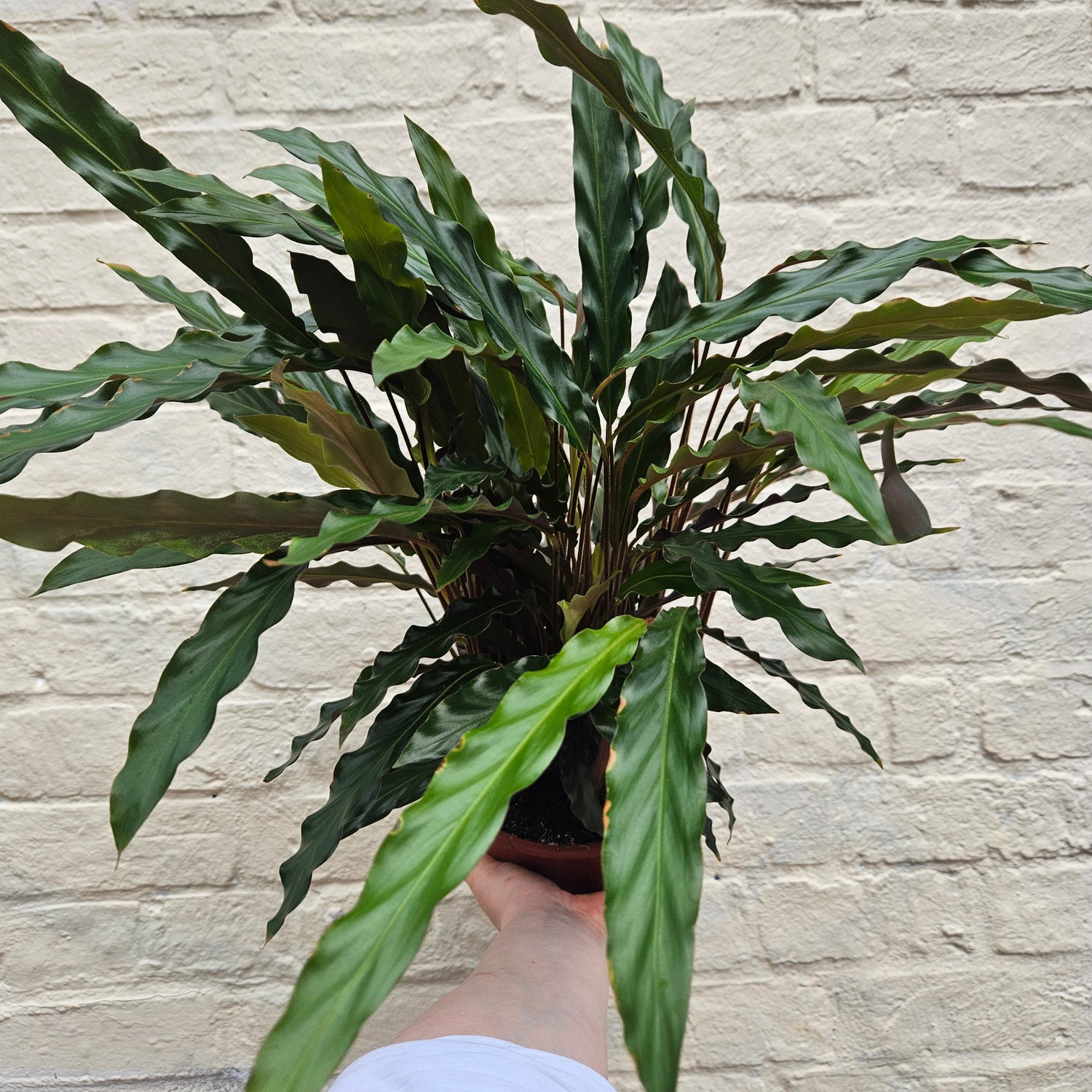 Goeppertia rufibarba syn. Calathea rufibarba (Velvet Calathea) Various sizes