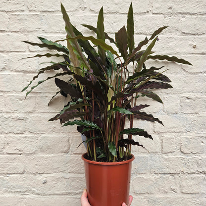 Goeppertia rufibarba syn. Calathea rufibarba (Velvet Calathea) Various sizes