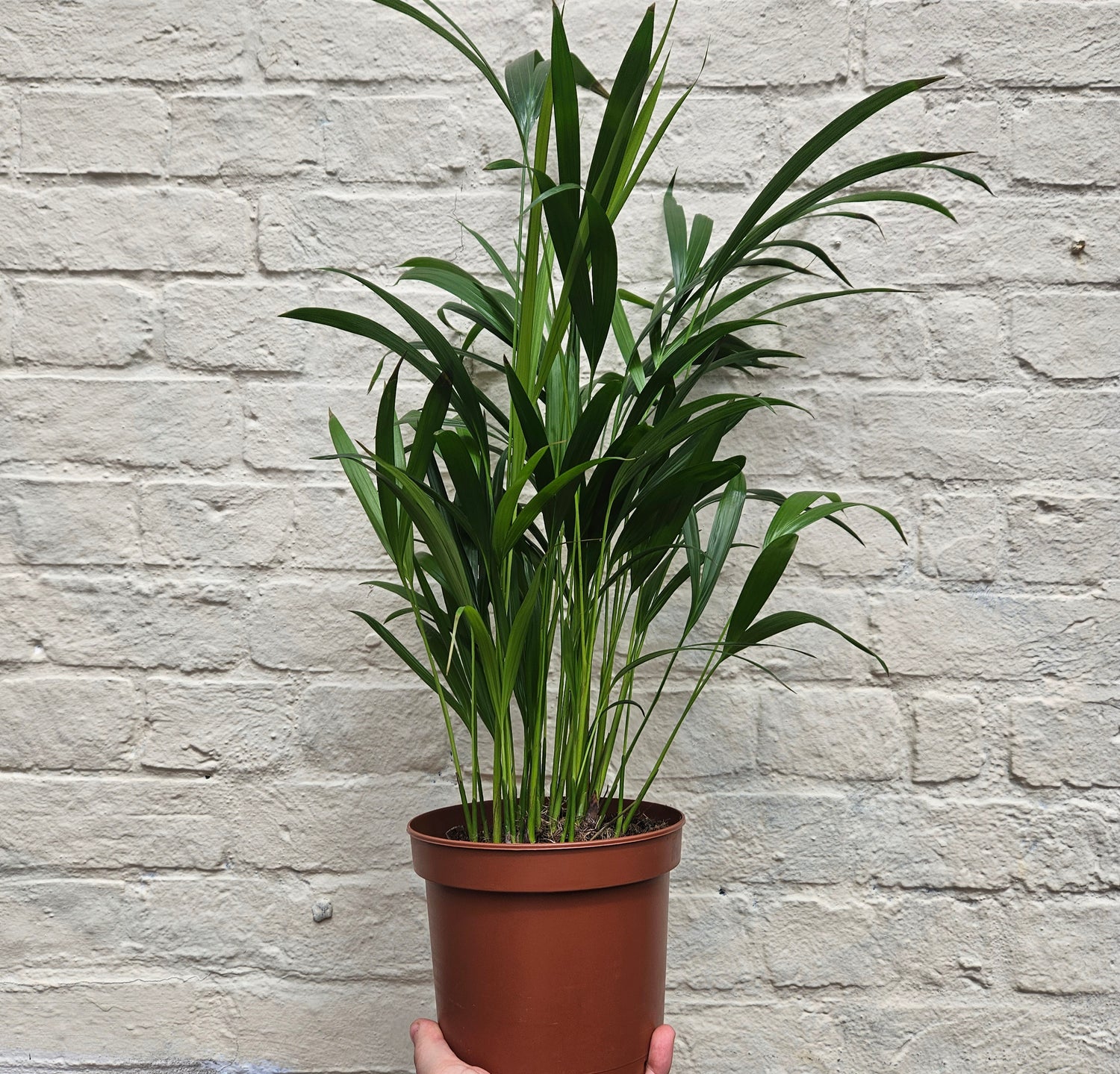 Dypsis lutescens (Areca palm/ Butterfly palm)