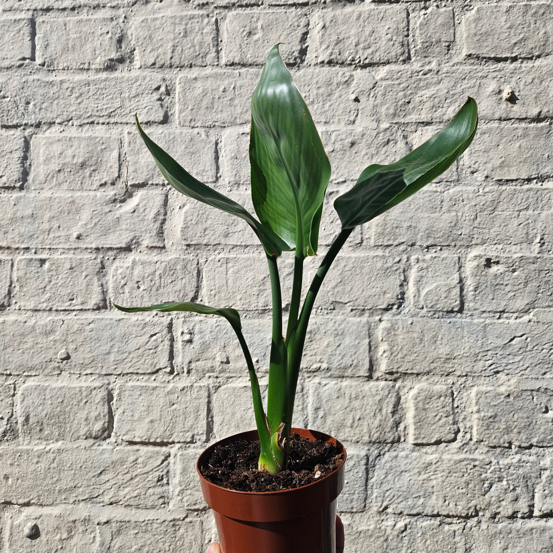 Strelitzia nicolai (Bird of Paradise)