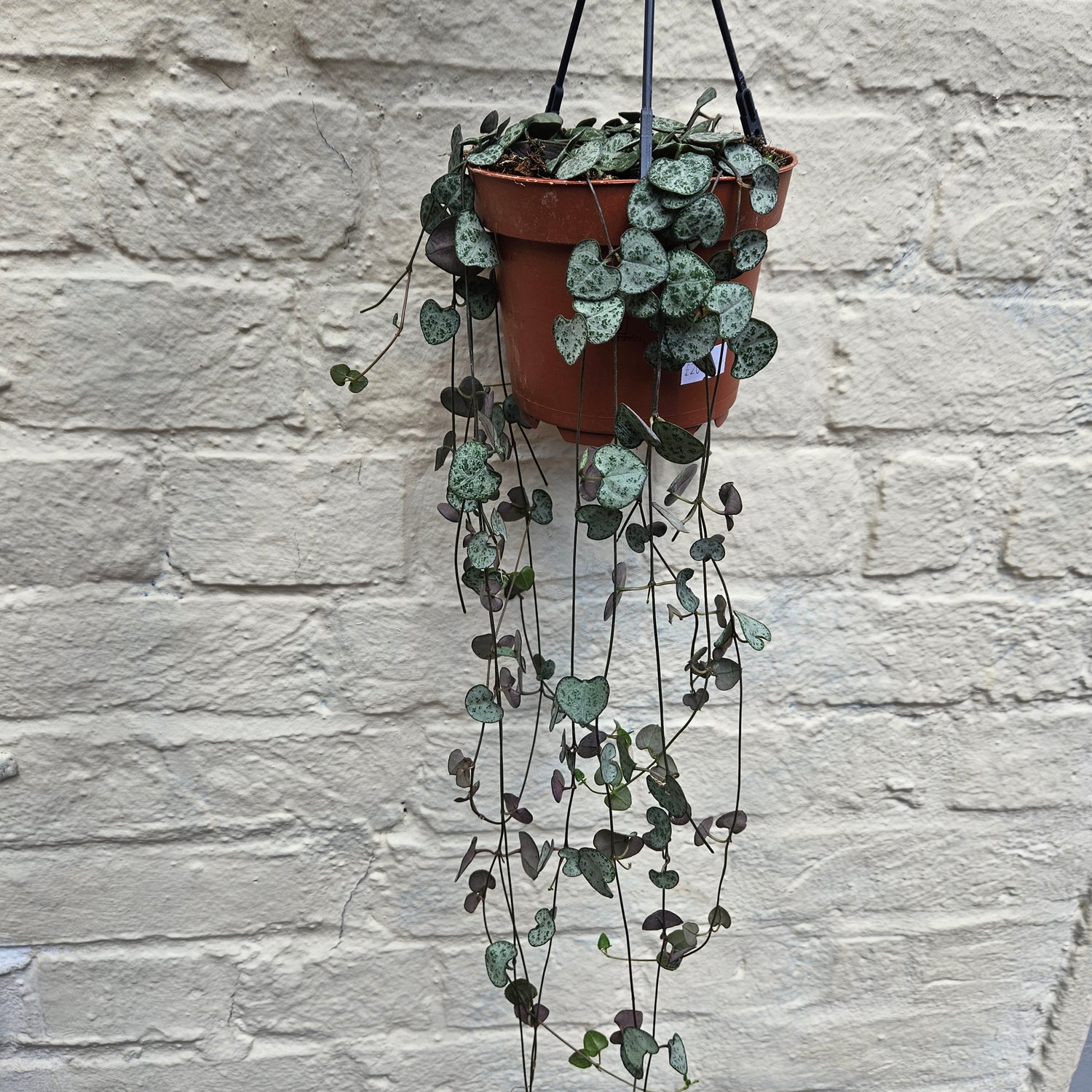 Ceropegia woodii (String of Hearts / Rosary vine)