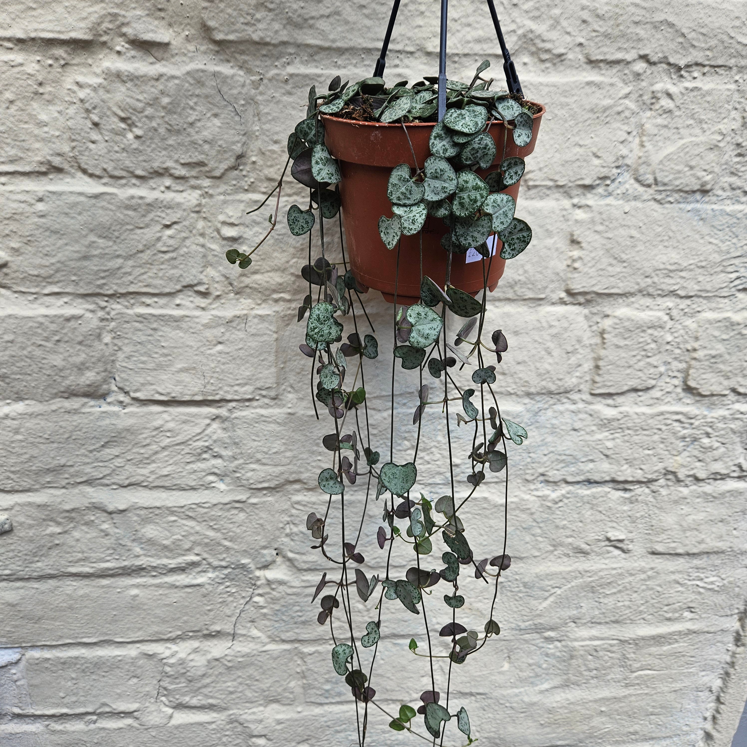 Ceropegia woodii (String of Hearts / Rosary vine)
