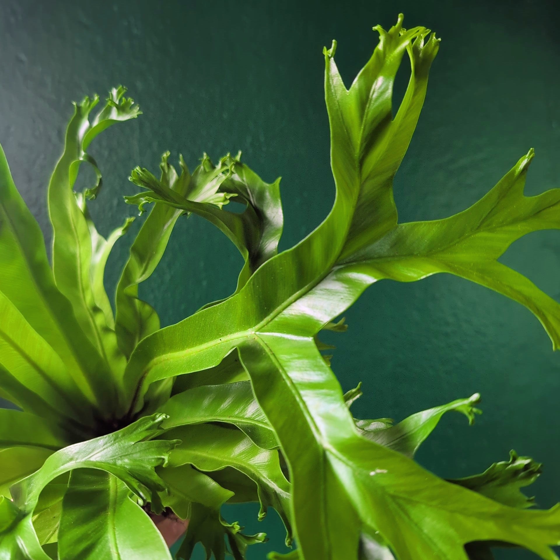 Asplenium nidus &