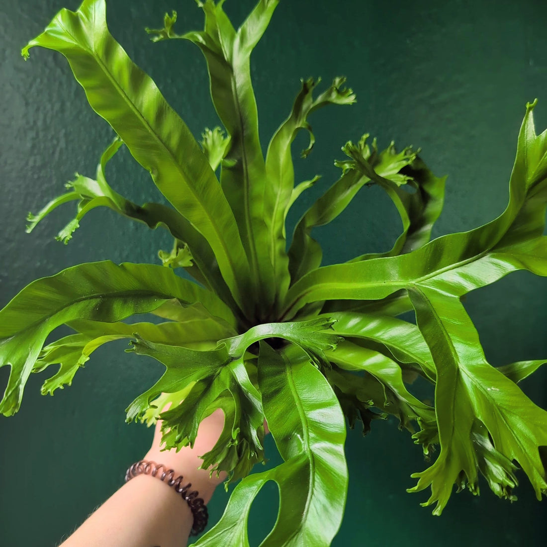 Asplenium nidus &