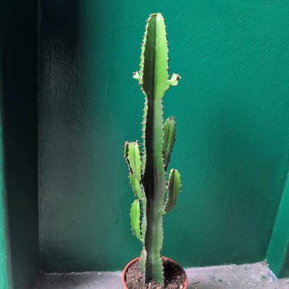 Euphorbia acrurensis (Desert Candle Cactus)