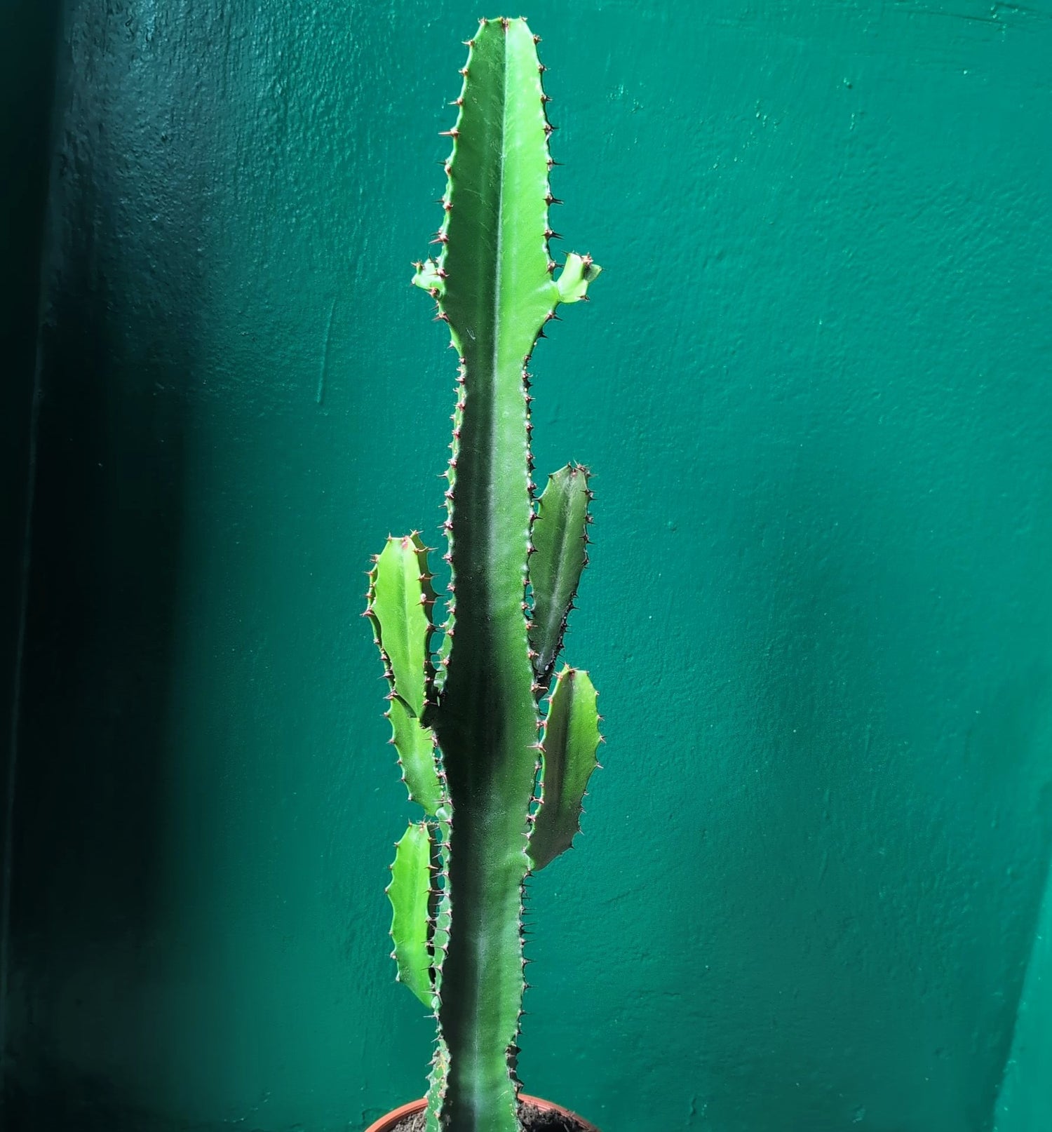 Euphorbia acrurensis (Desert Candle Cactus)