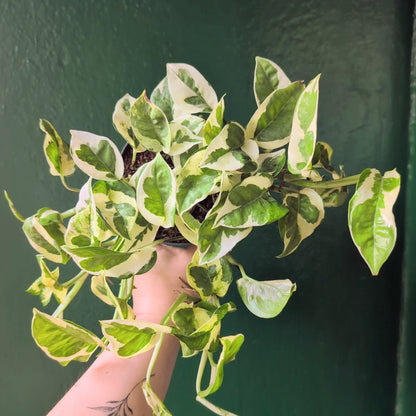 Epipremnum aureum &