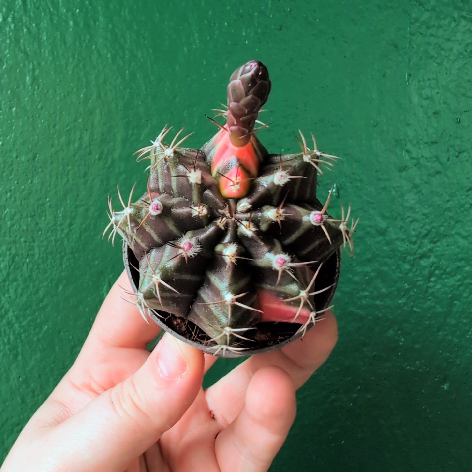 Gymnocalycium mihanovichii variegata &