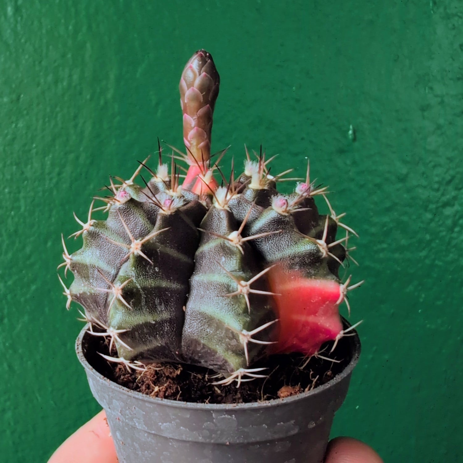 Gymnocalycium mihanovichii variegata &