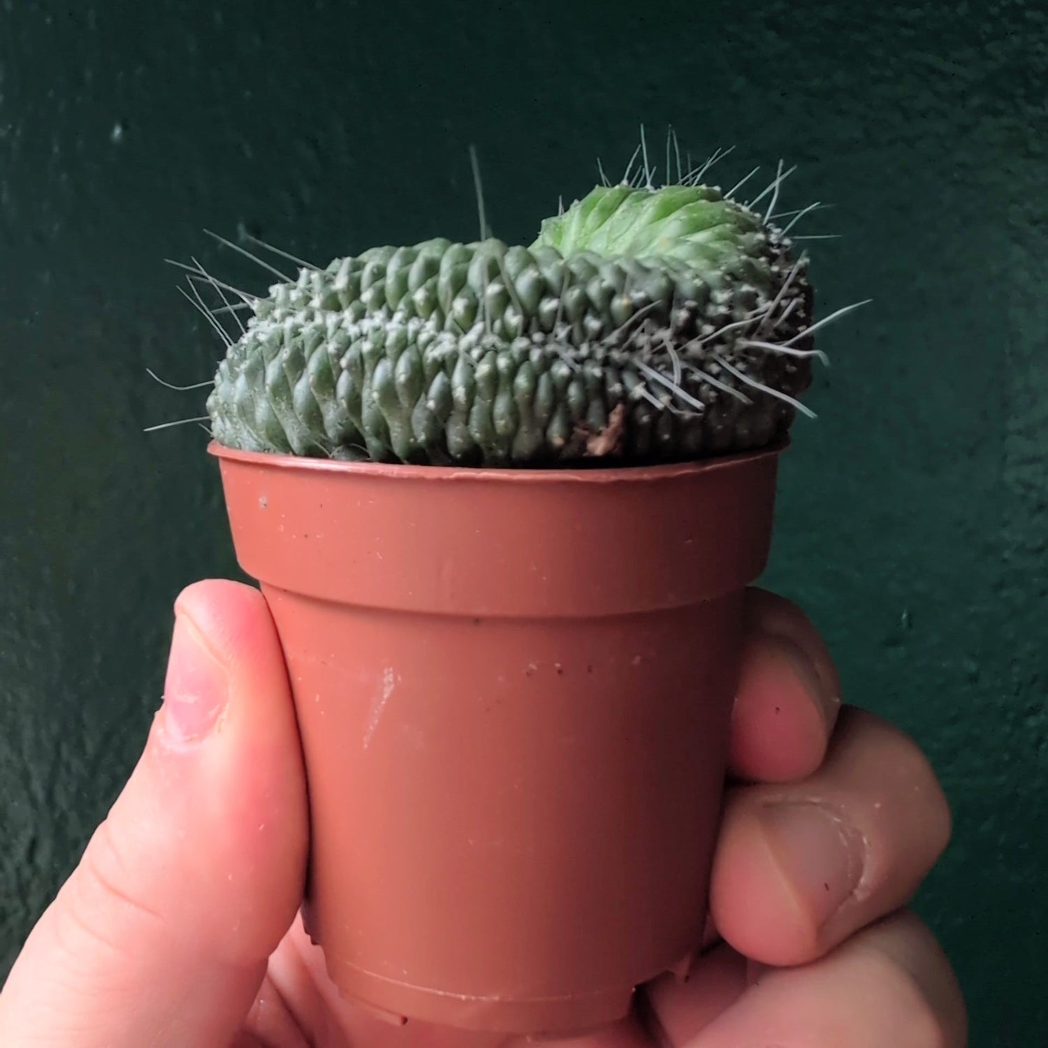 Mammillaria spinosissima &