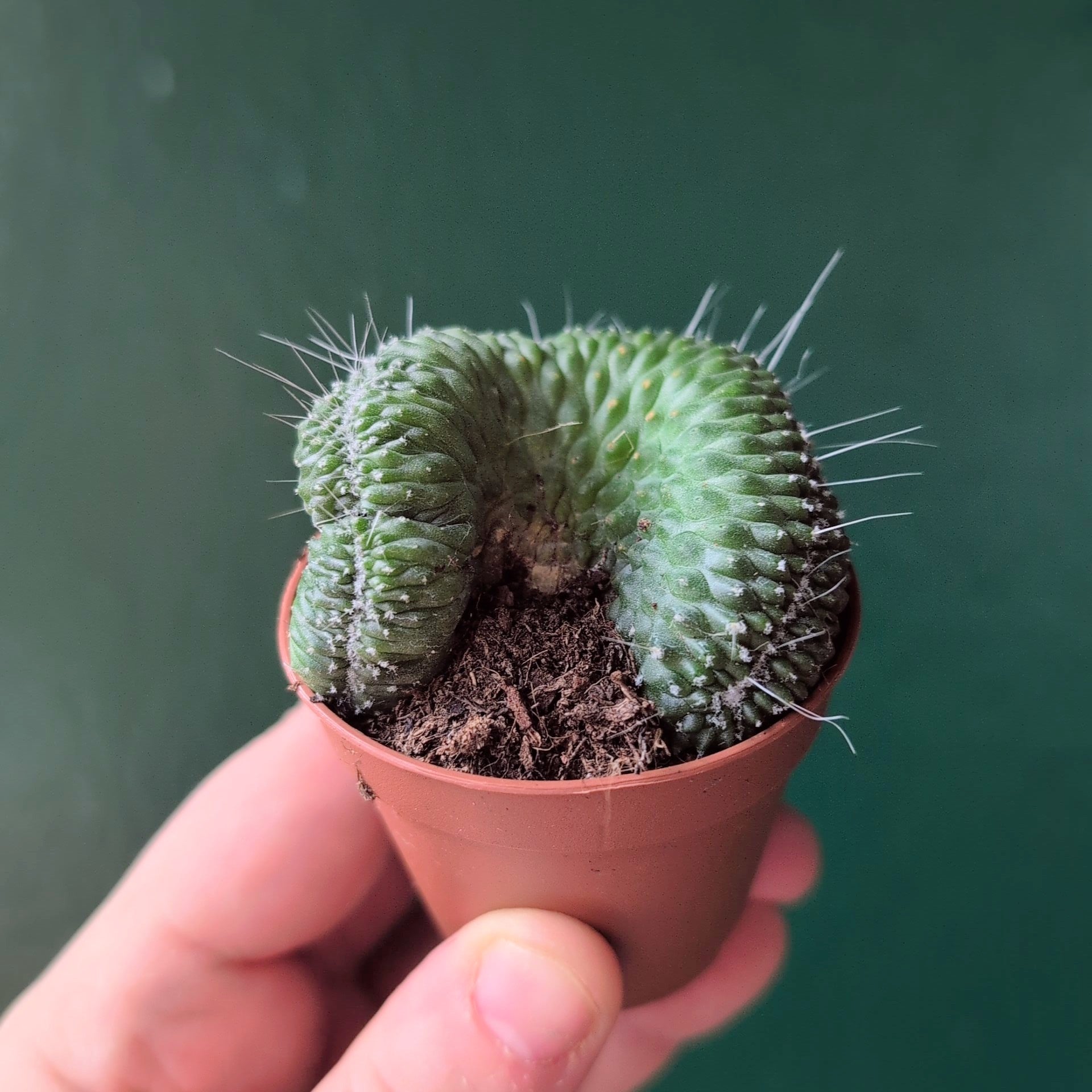 Mammillaria spinosissima &