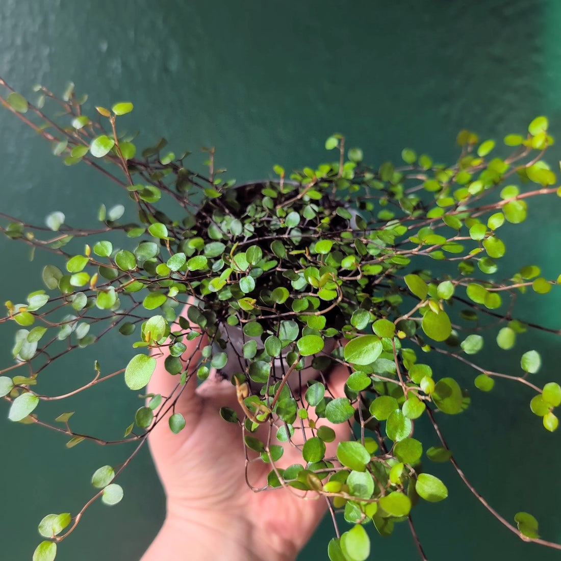 Muehlenbeckia complexa &