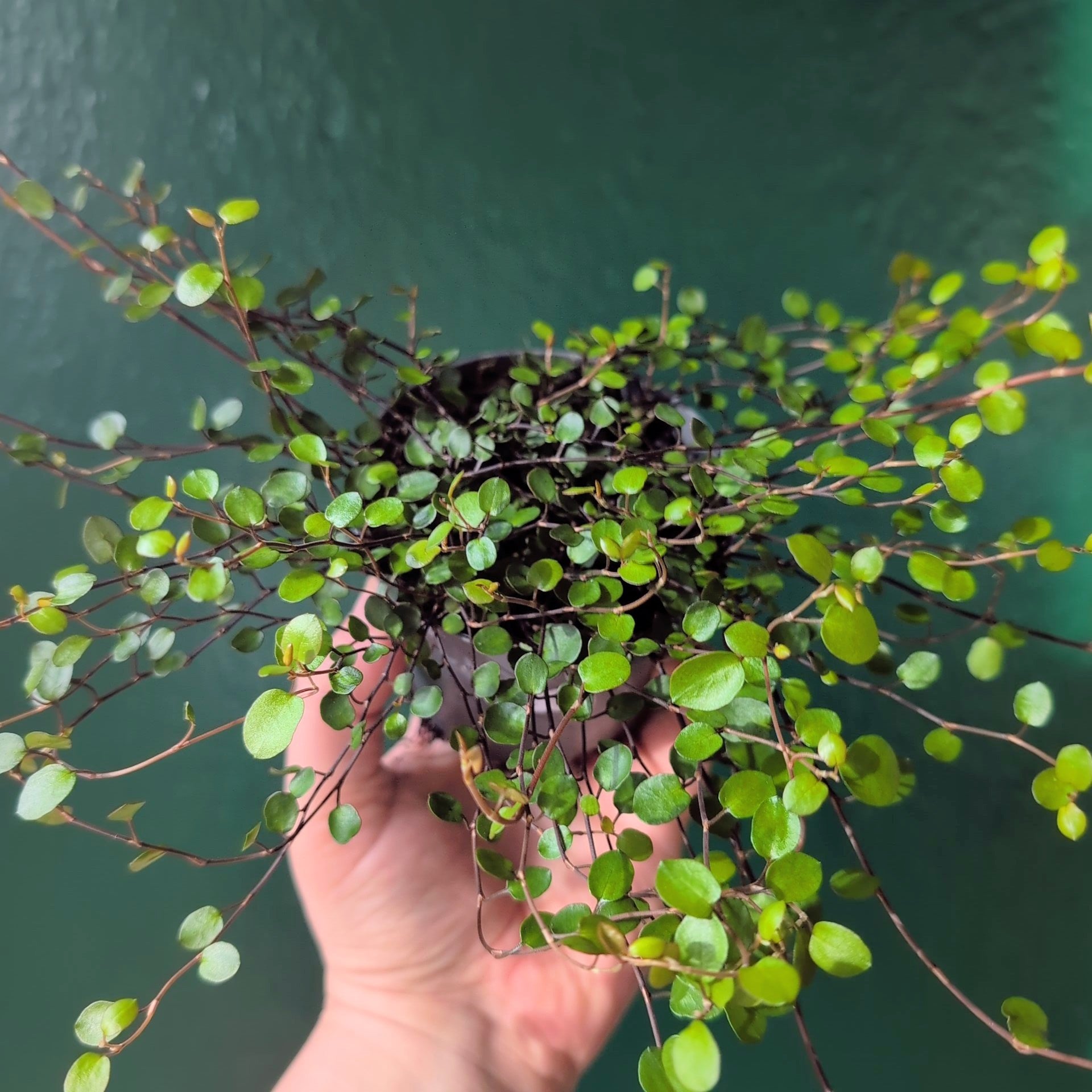 Muehlenbeckia complexa &