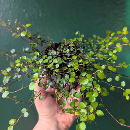 Muehlenbeckia complexa &