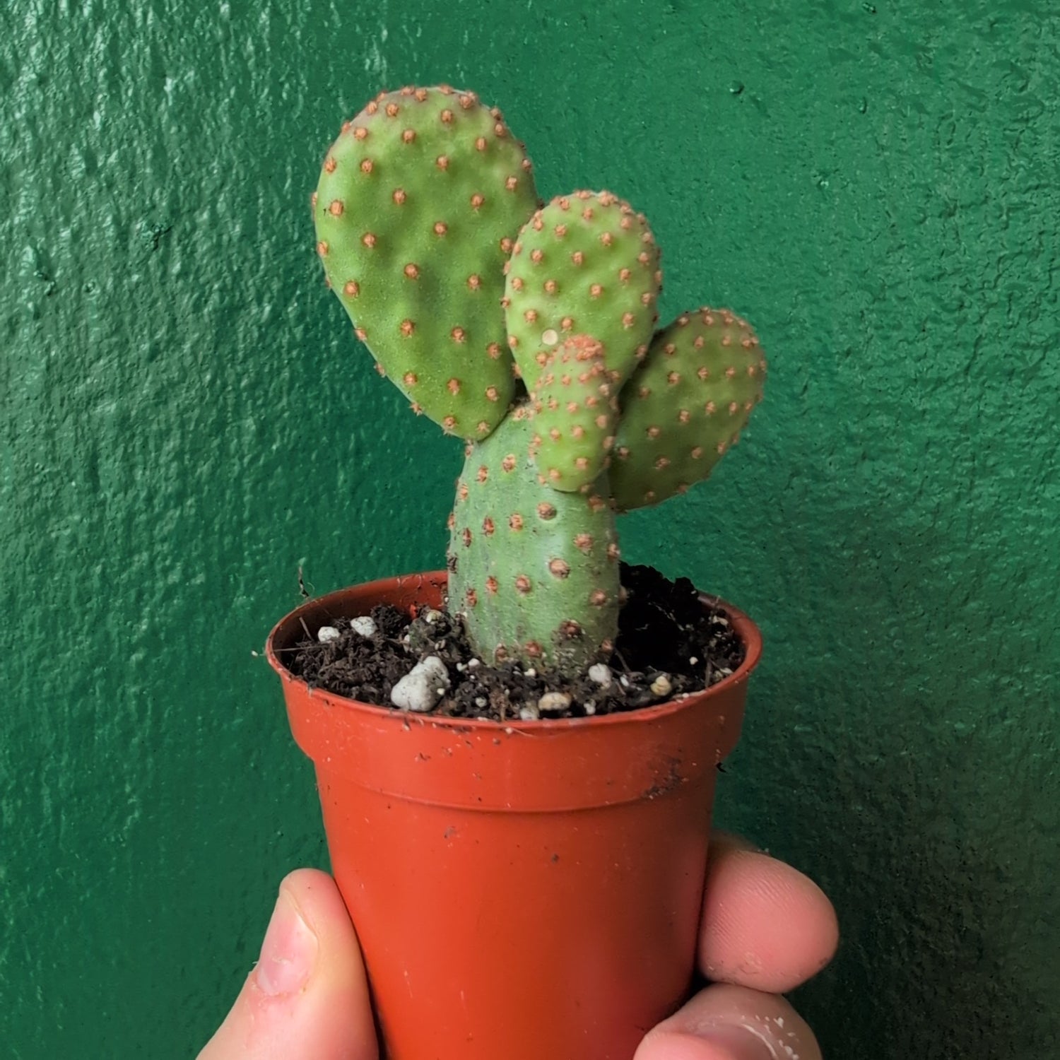 Opuntia microdasys Varieties (Bunny ear/ Angel wing cactus)