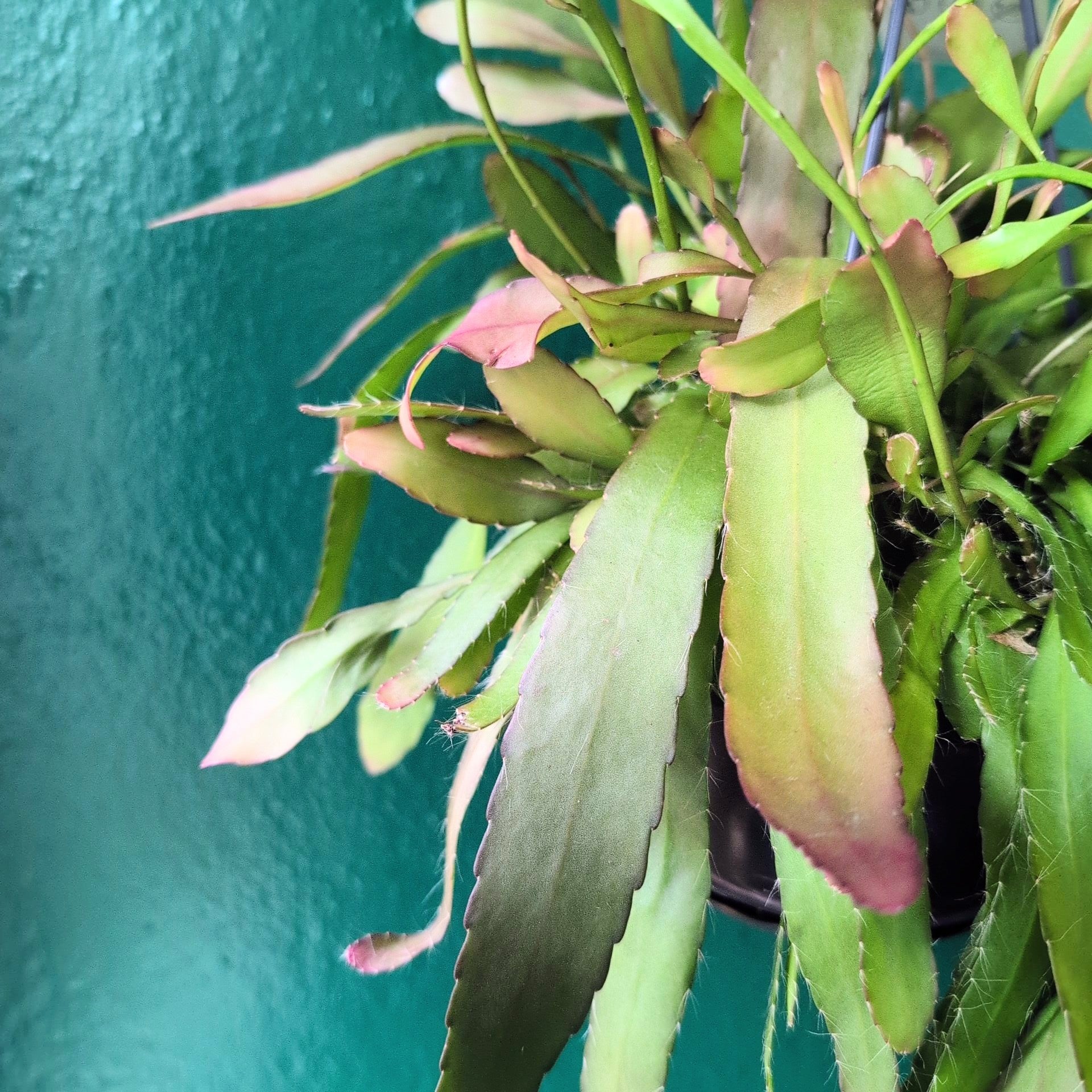 Rhipsalis ramulosa (Red coral)