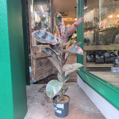 Ficus elastica (Rubber Plant) -5 varieties available