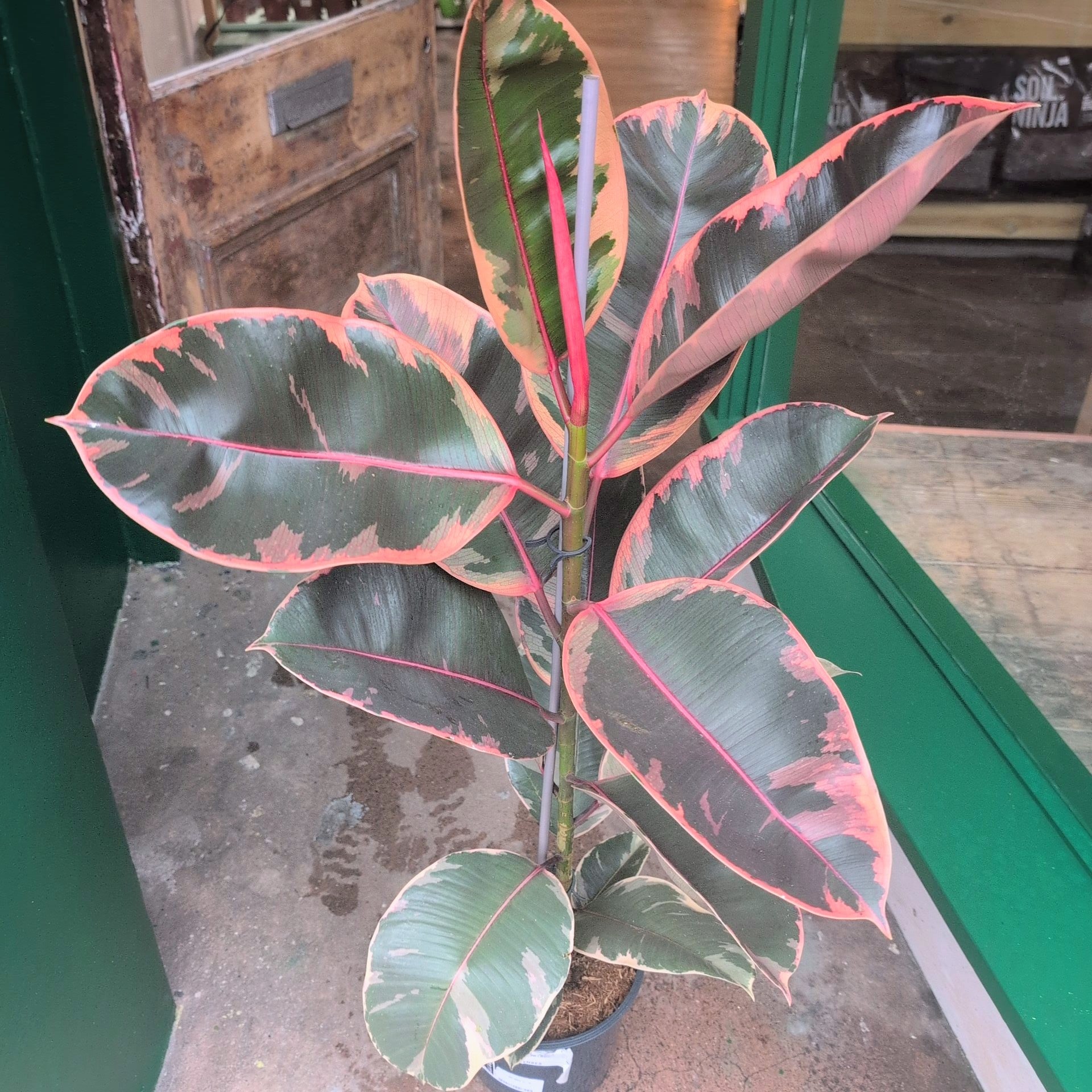 Ficus elastica (Rubber Plant) -5 varieties available